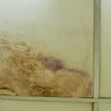 Understanding The Mold Mitigation And Restoration Process