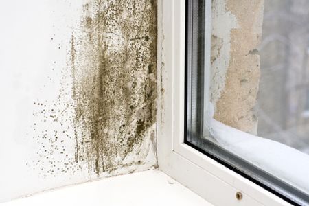 Mold mitigation