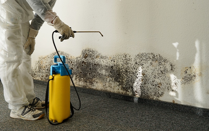 mold restoration